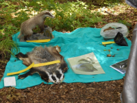 Einheimische Wildtiere im Bärletwald