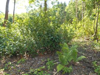 Kirschlorbeer, der sich im Wald ausbreitet.