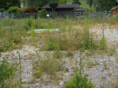 Ruderalstandort, das heisst brachliegende Rohbodenfläche, mit artenreicher einheimischer Flora, Regenüberlaufbecken, Industriegebiet.