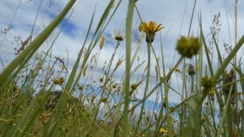 Extensive Wiese, ein Element des Ökologischen Ausgleichs.