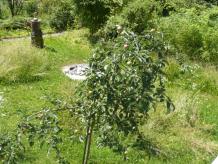 Extensive Wiese, wilde Rosen, Apfelbäumchen, Vogelbad.